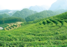 绿化景观茶山图片
