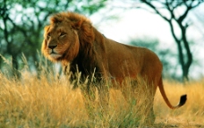 野生图影摄影照片动物野生动物狮子雄狮狮图片