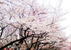 日本上野公园 樱花图片