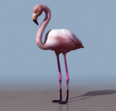 鸟类动物3D模型图库动物类火烈鸟图片