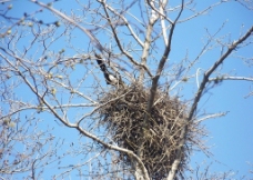 筑巢的鸟图片