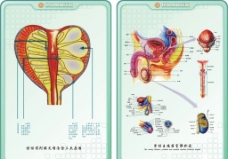 医疗与解剖医疗人体器官解剖图示图片