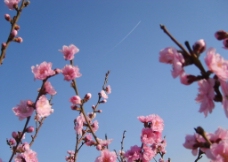 蓝天下的灿烂桃花图片
