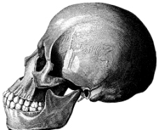 人体侧面头盖骨1图片