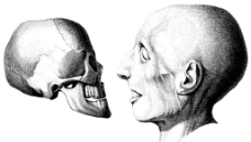 人体头盖骨和肌肉侧面图片