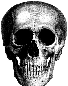 人体头骨正面1图片