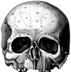 人体头盖骨上部正面分区2图片