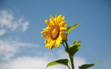 太阳花 向日葵图片