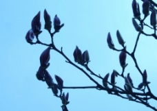紫花玉兰图片