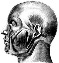 人体头部肌肉图片