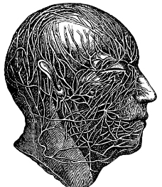 人体头部血管神经网图片