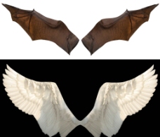 天之翼蝙蝠翅膀照片鸽子翅膀照片翅膀照片天使之翼素材图片