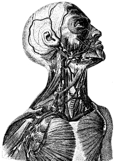 人体上半身血管神经网图片