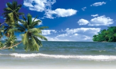 夏天夏日蓝天海滩椰树图片