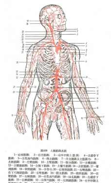 人体动脉系统图片