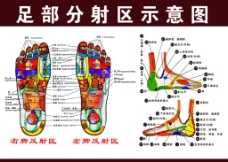 足部图足部分射区示意图图片