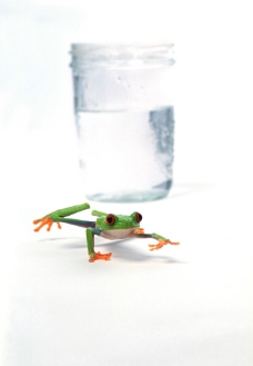 可爱青蛙图片