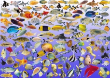 海洋动物海洋水生动物鱼类PSD素材大集合