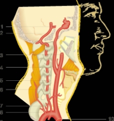 脑血管图 颈总动脉及其分支图片