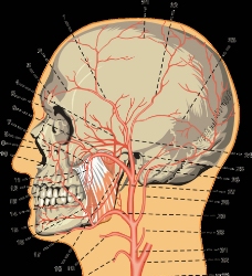 脑血管图 颈外动脉图片