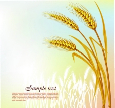金黄色小麦麦穗矢量素材图片