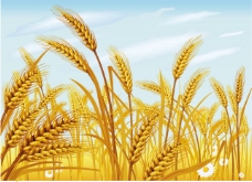 小麦粮食丰收麦子矢量素材