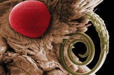 昆虫显微镜图片0018