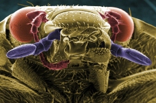昆虫显微镜图片0001