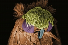 昆虫显微镜图片0022