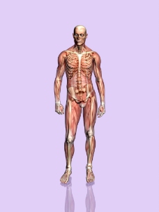 肌肉人体模型0153