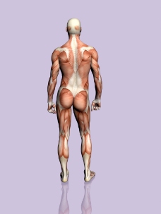 肌肉人体模型0134