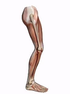 肌肉人体模型0159