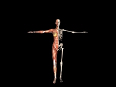 肌肉人体模型0119