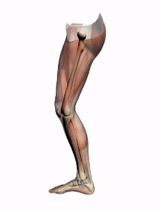肌肉人体模型0160