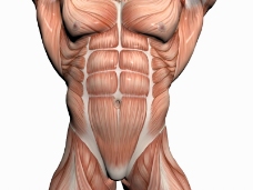 肌肉人体模型0104