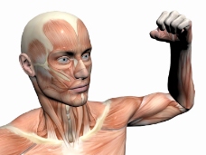 肌肉人体模型0097