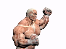 肌肉人体模型0098