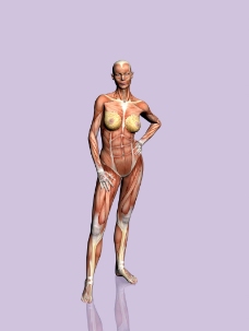 肌肉人体模型0127
