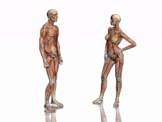 肌肉人体模型0115
