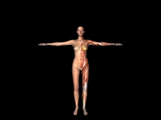 肌肉人体模型0117