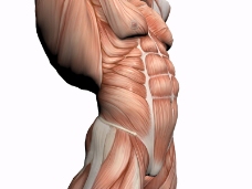 肌肉人体模型0107