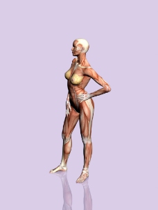 肌肉人体模型0125