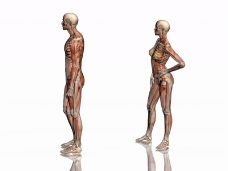 肌肉人体模型0113