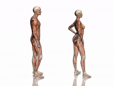 肌肉人体模型0112