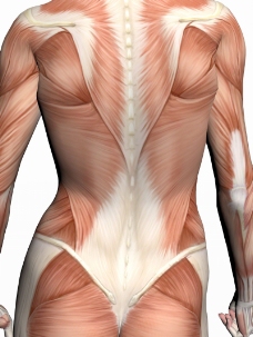 肌肉人体模型0167