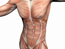 肌肉人体模型0095