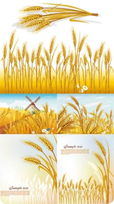 金黄色小麦麦穗矢量素材