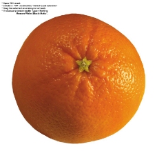 橙子特写0037