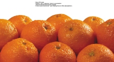 橙子特写0010