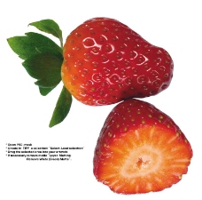 草莓特写0043